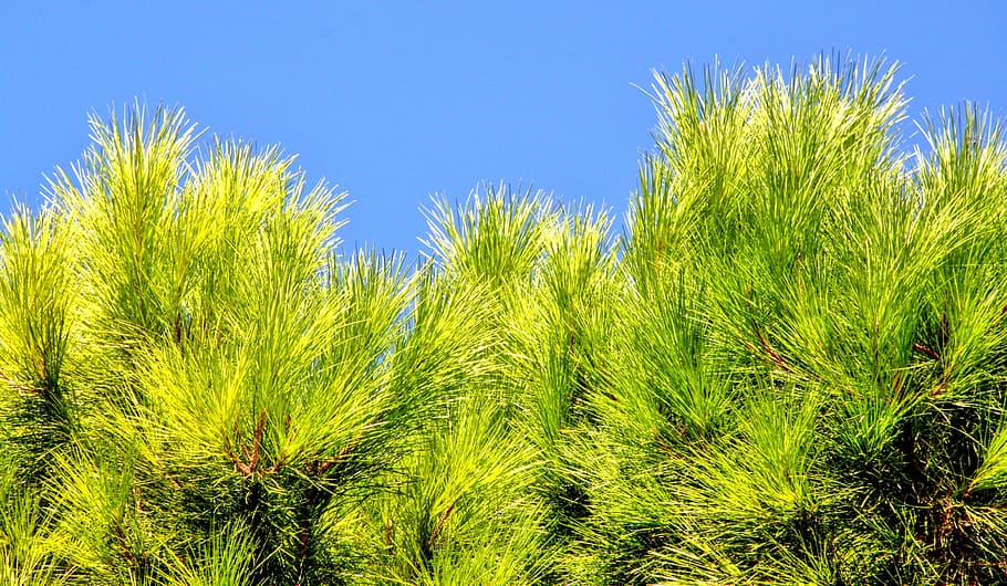 Conifer, Pine, Needles, pine needles, pine greenhouse, needle branch HD wallpaper