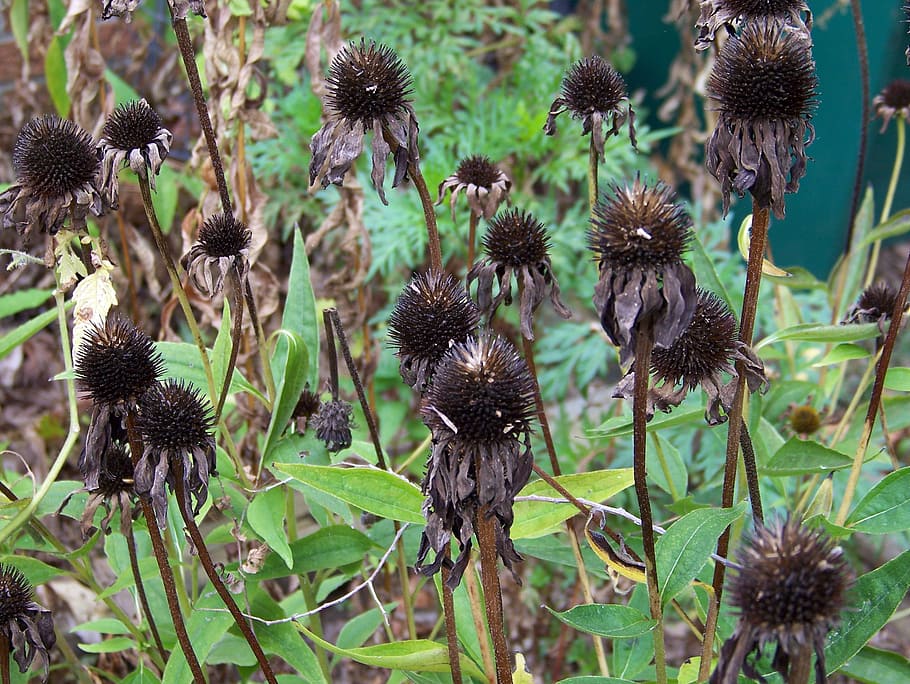 dead, flowers, autumn, fall, winter, nature, plant, no people HD wallpaper