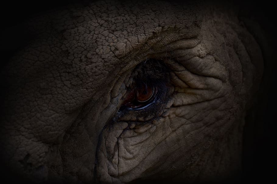 zoo, eye, elephant, dark, watch, close, head, animal body part HD wallpaper