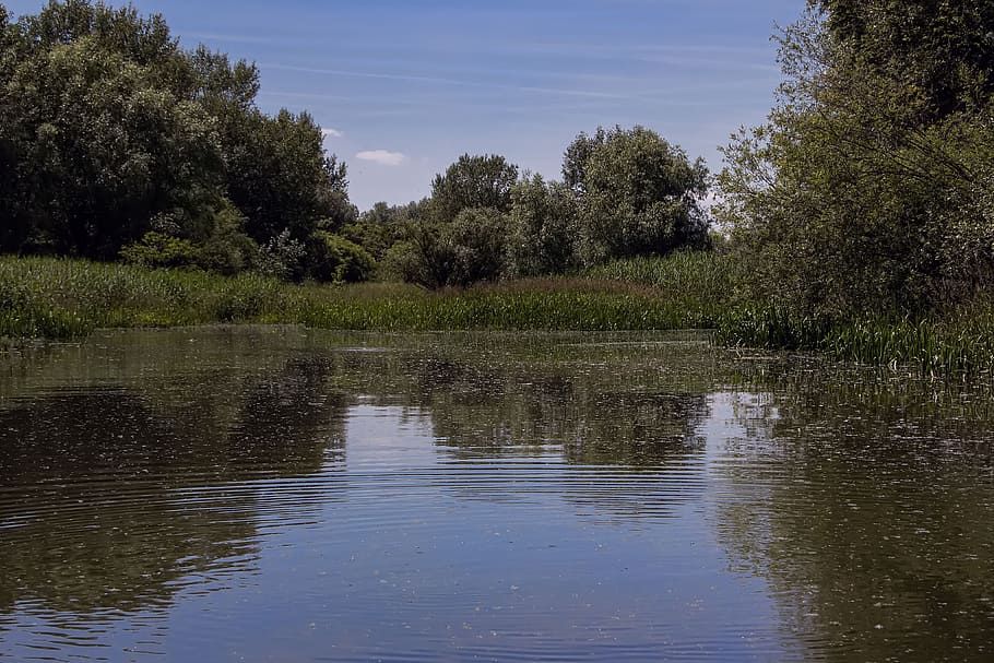 danube, slovakia, nature, green, country, trees, water, plant HD wallpaper