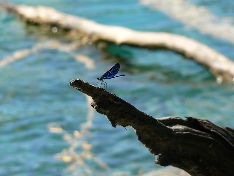 dragonfly, insect, blue, fragility, nature, moment, silence HD wallpaper