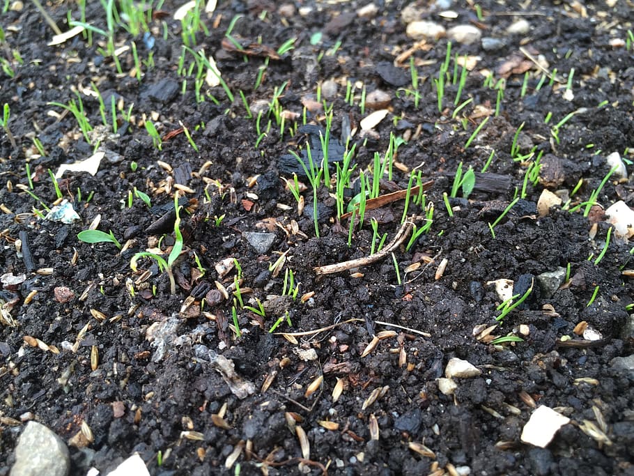 germ, thumb, earth, growth, field, nature, plant, land, dirt HD wallpaper