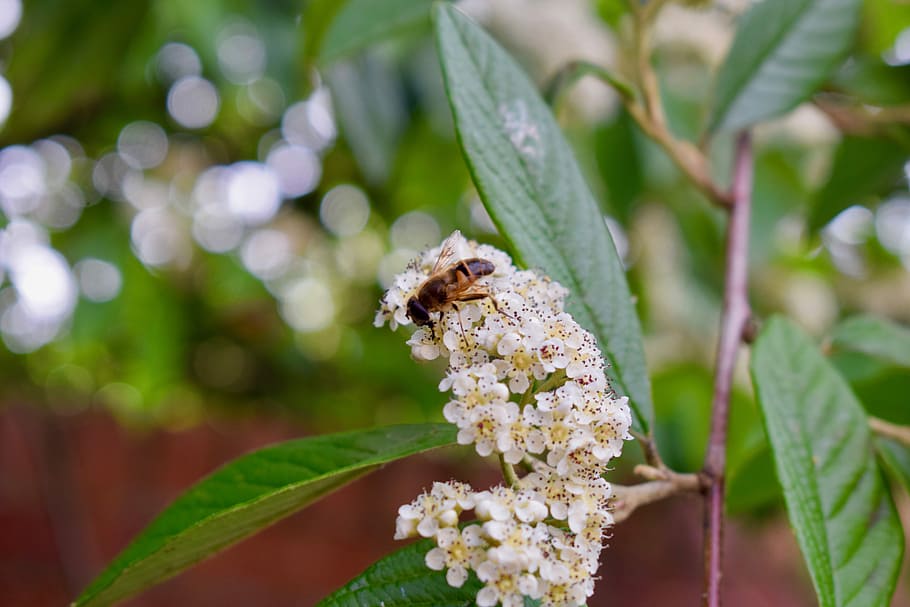 Wasp, Insect, Pollen, Foliage, Nature, garden, wildlife, sting HD wallpaper
