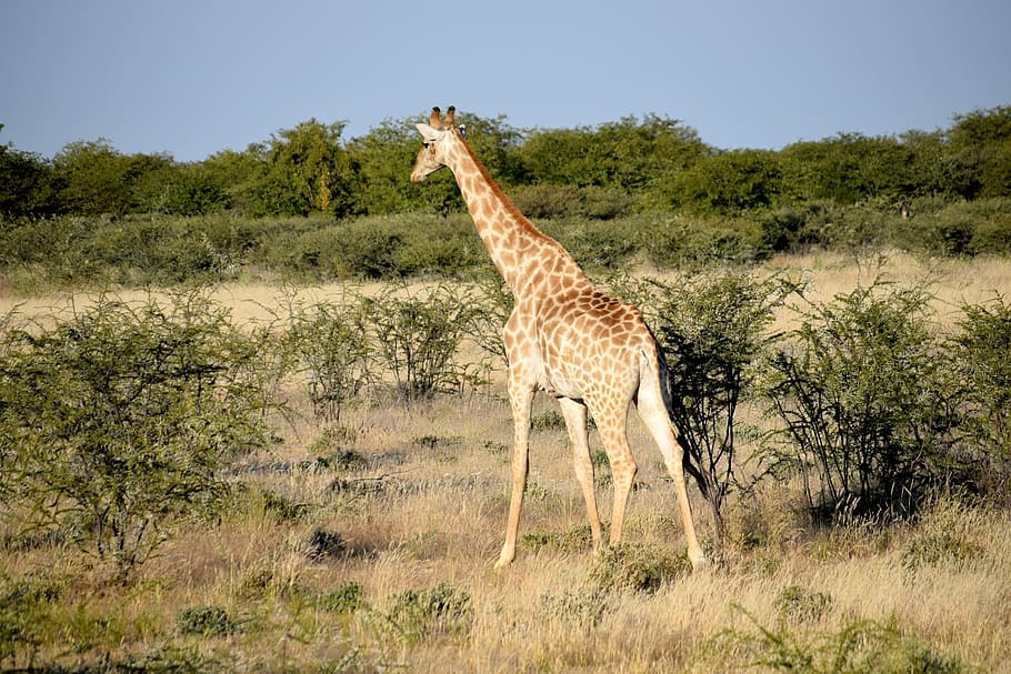 giraffe, tall, walking, bushes, thorn, tree, grass, africa HD wallpaper