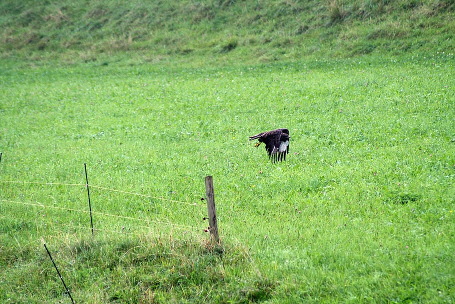 Common Buzzard, Flight, in the, bird, bird of prey, grass, one animal HD wallpaper
