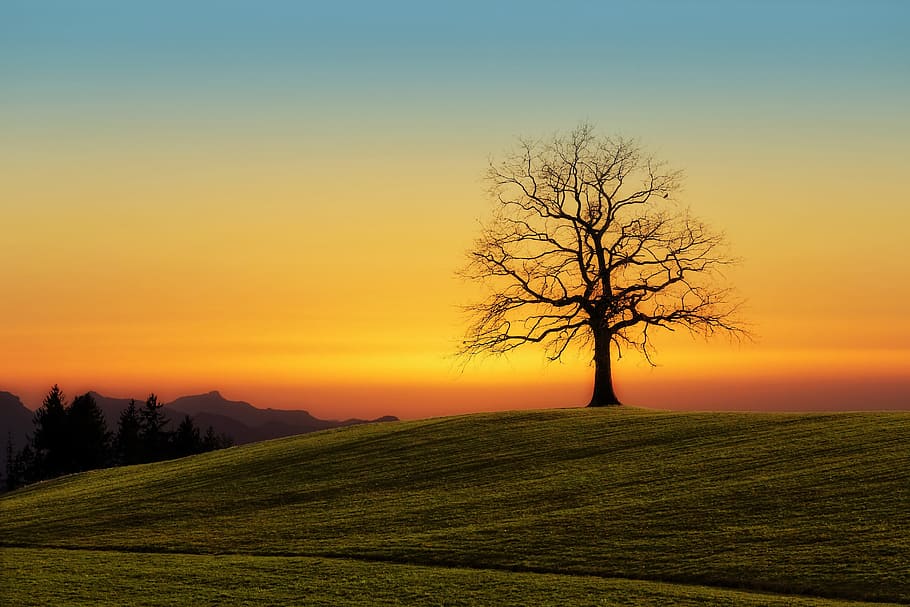 silhouette photo of bare tree, sunset, nature, dawn, landscape HD wallpaper