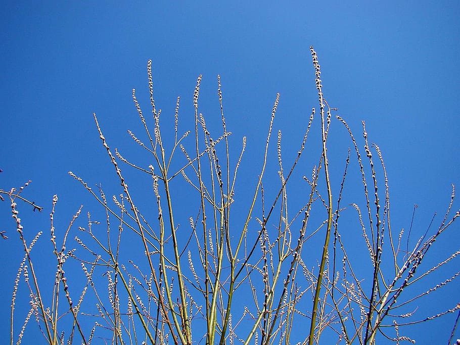 flora, buds, budding, leafless, spring, sky, blue, springtime HD wallpaper