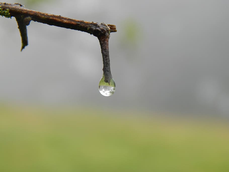 Branch, Drop, Fog, Drizzle, hanging, nature, focus on foreground HD wallpaper
