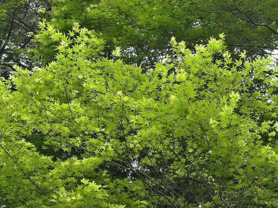 maple, green, fresh green, maple leaf, arboretum, plant, tree HD wallpaper