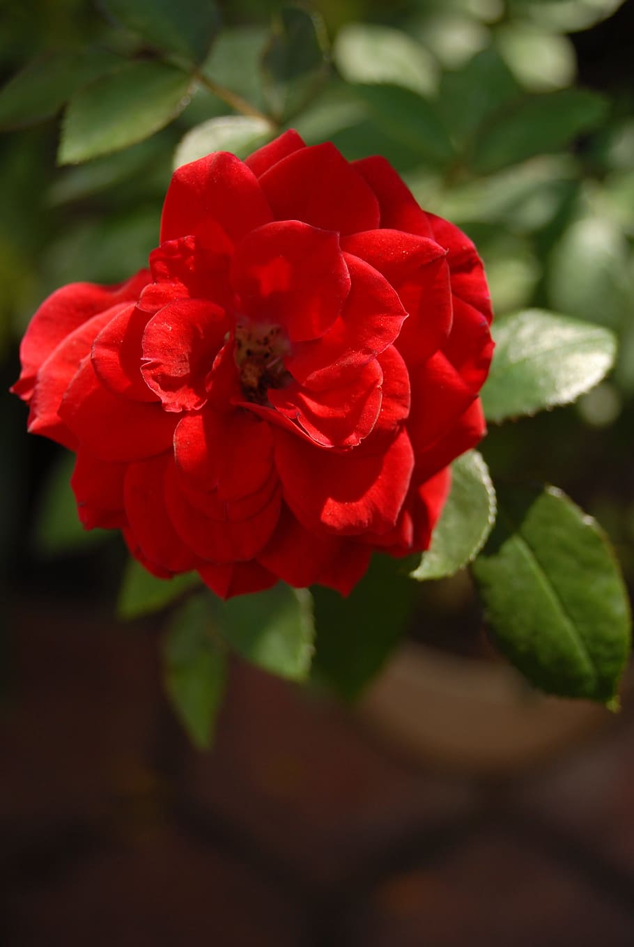 red rose, small flower, flora, flowering plant, fragility, vulnerability HD wallpaper