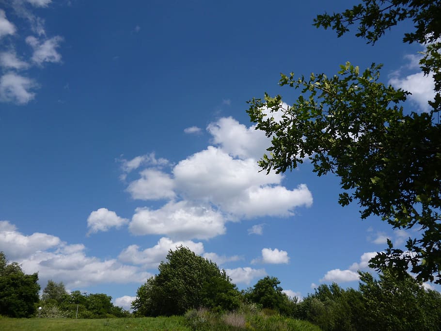 sky, clouds, landscape, nature, plant, tree, cloud - sky, growth HD wallpaper
