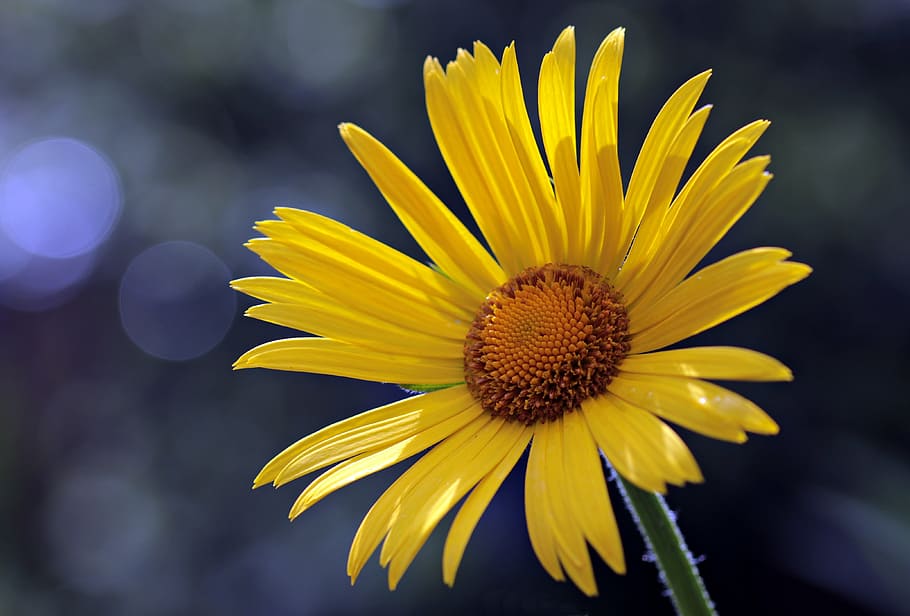 close-up photography of yellow daisy, flower, daisies, blossom, HD wallpaper