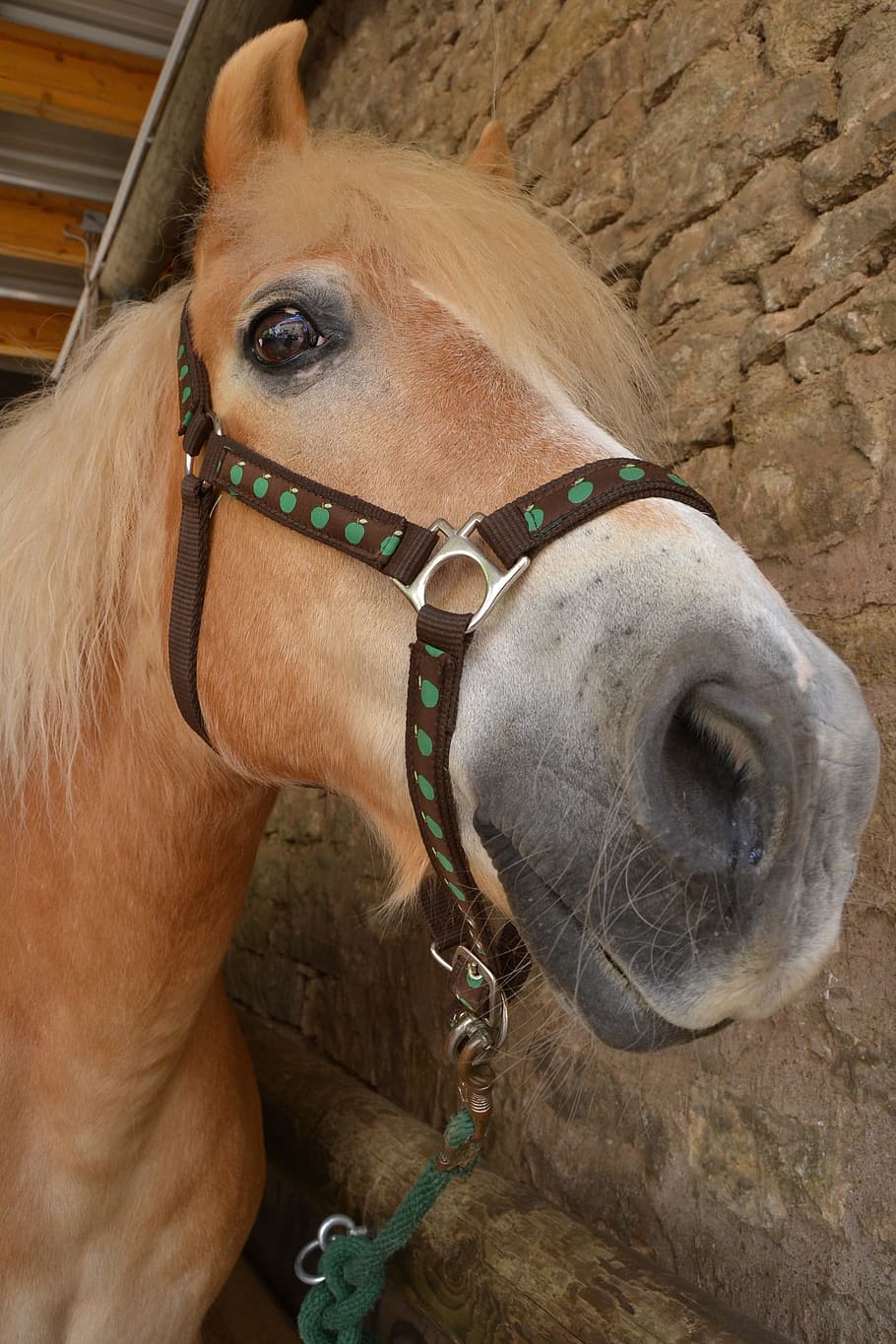 horse, ride, equestrian, domestic animals, pets, mammal, animal themes HD wallpaper