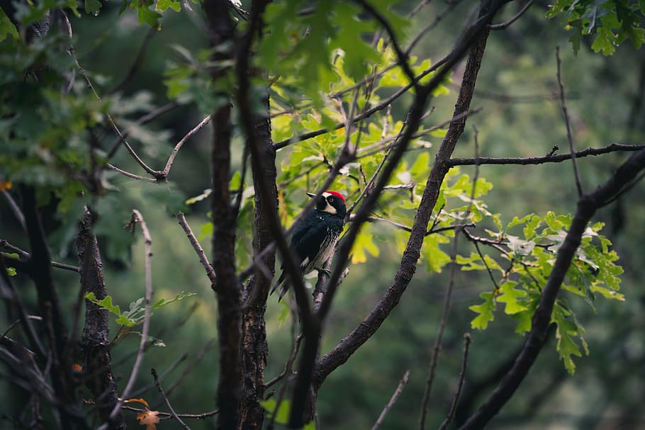 selective-focus photography of black and white bird on tree branch during daytime, bird on the branch of the tree HD wallpaper