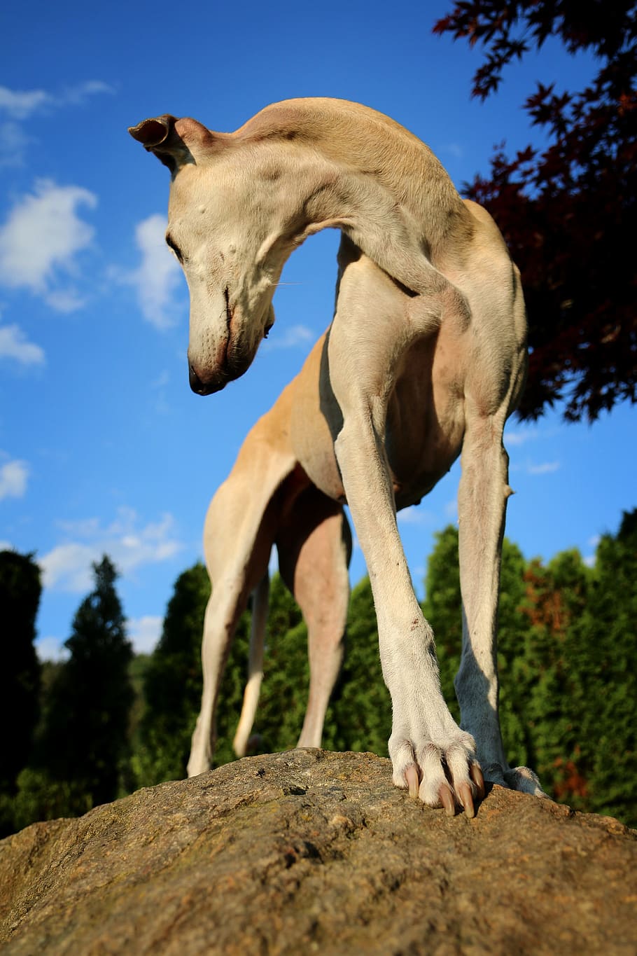galgo, paw, perspective, mammal, animal, animal themes, one animal HD wallpaper