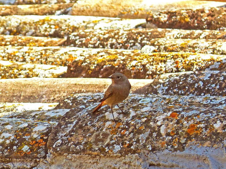 robin, roof, texas, animal themes, animals in the wild, animal wildlife HD wallpaper