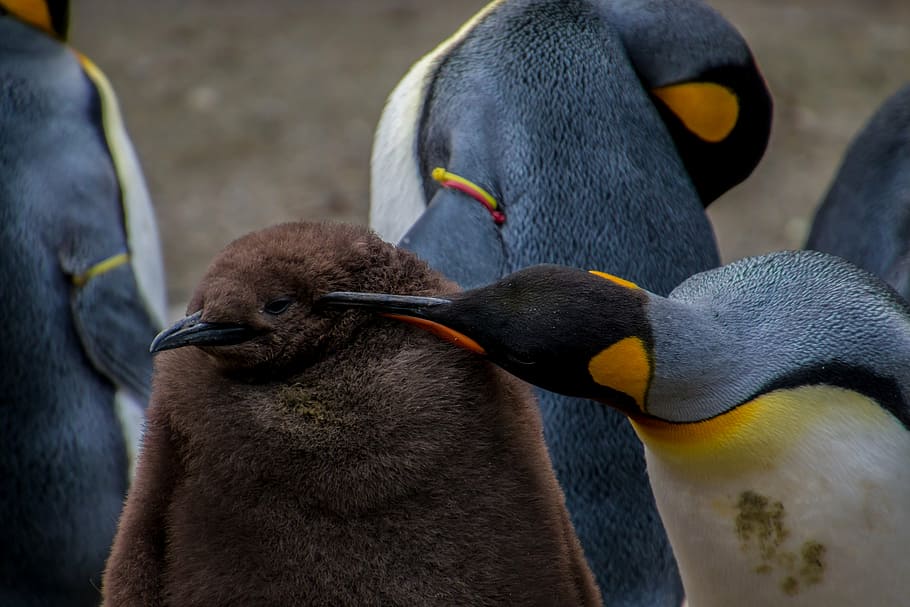 HD wallpaper: photo of brown and black penguins, emperor penguin, young  penguin | Wallpaper Flare
