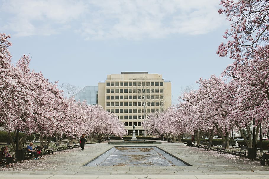 body of water between cherry blossoms, beige high-rise building surrounded by cherry blossom trees HD wallpaper