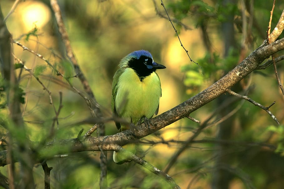 bird on tree branch during daytime, green jay, wildlife, nature, HD wallpaper