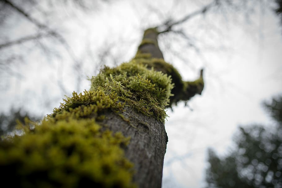 macro shot of brown tree, green tree, moss, branch, woodland HD wallpaper