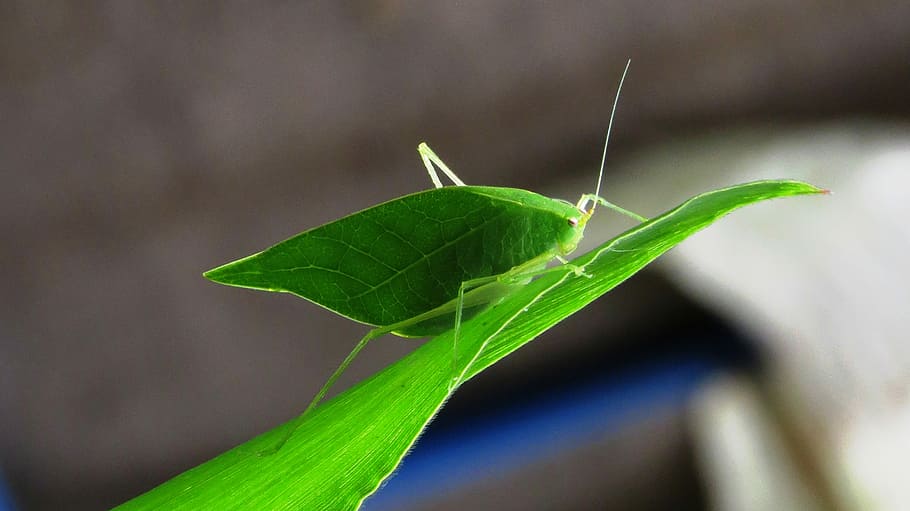 insect, leaf, nature, invertebrate, plant, plant part, green color HD wallpaper