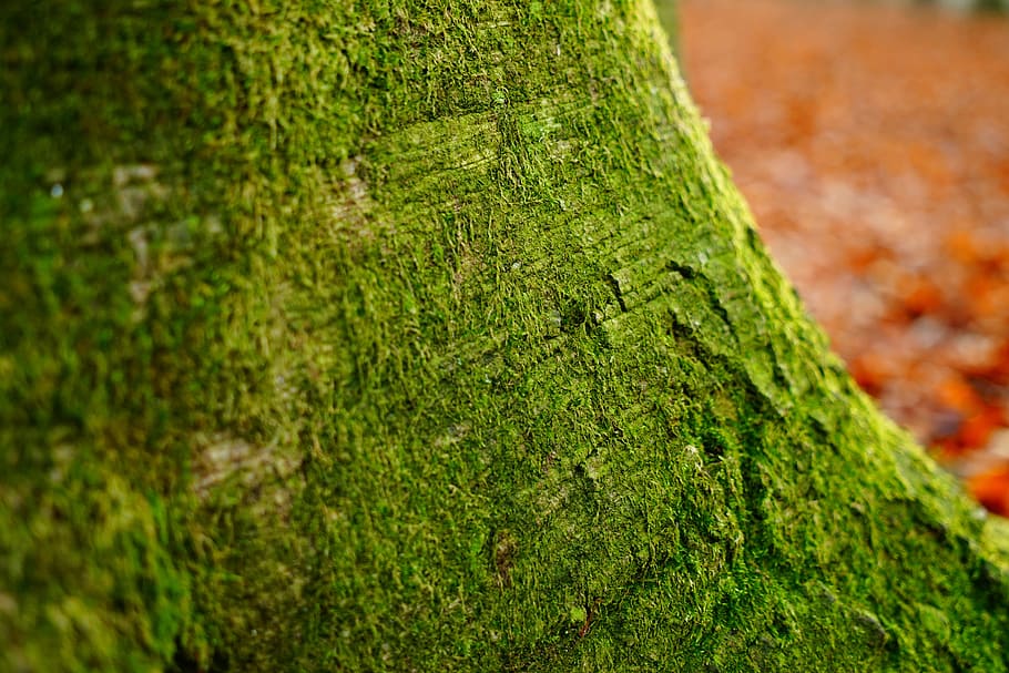 Log, Beech, Green, Tree, Tribe, Bark, forest, booking master HD wallpaper