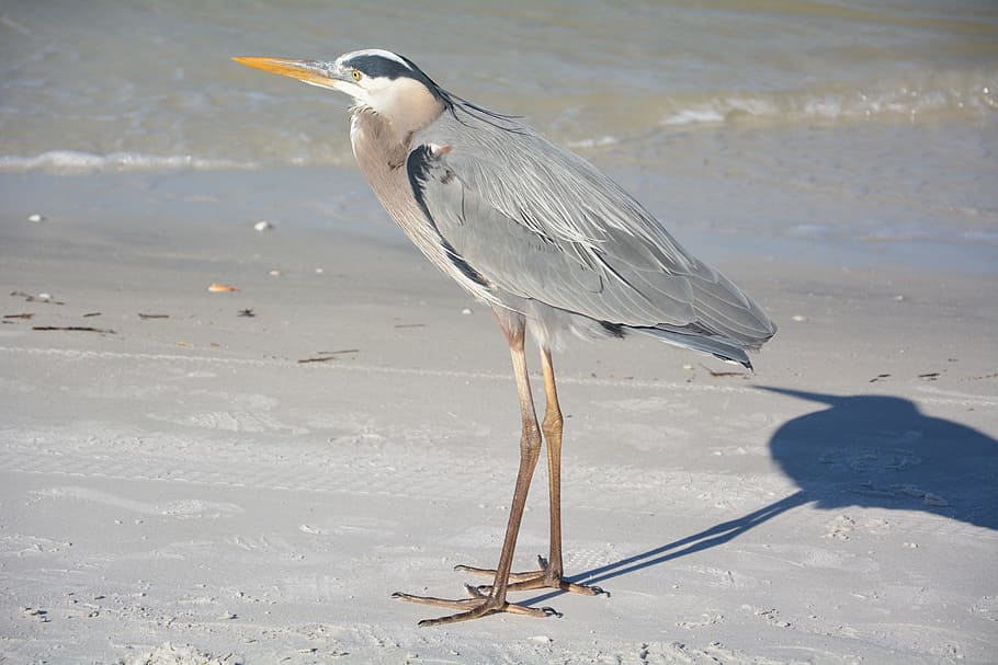 heron, bird, beach, nature, plumage, water bird, animal themes HD wallpaper