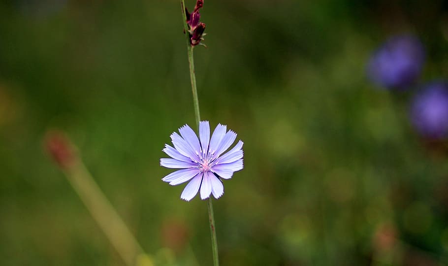 chicory, flower, blue, delicate, nature, petals, plant, grass HD wallpaper