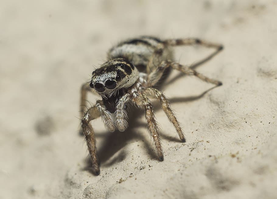 jumping spider, macro, leg, eye, animal, insect, cute, nature HD wallpaper