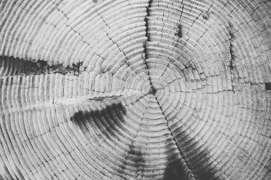 tree-rings, annulus, annual rings, tree, trunk, texture, background, HD wallpaper