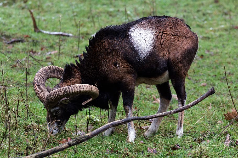 Capricorn, Wild, Animals, sheep, nature, mammal, grass, horned HD wallpaper