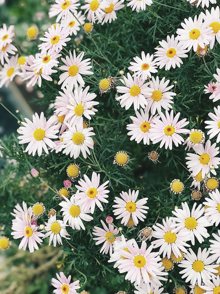 Cluster Of Daisies, bloom, blossom, chamomile, daisy, delicate HD wallpaper