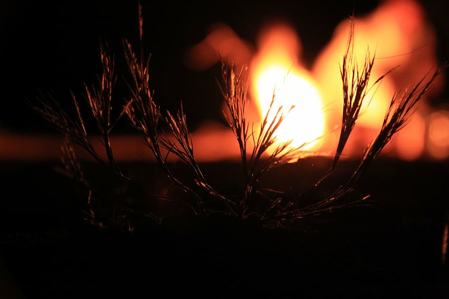 fire, night, wild, nature, light, plant, sunset, no people HD wallpaper