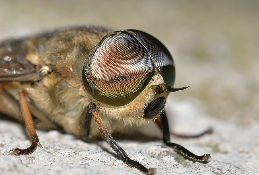 insects, diptera, tabanus, animal themes, one animal, invertebrate HD wallpaper