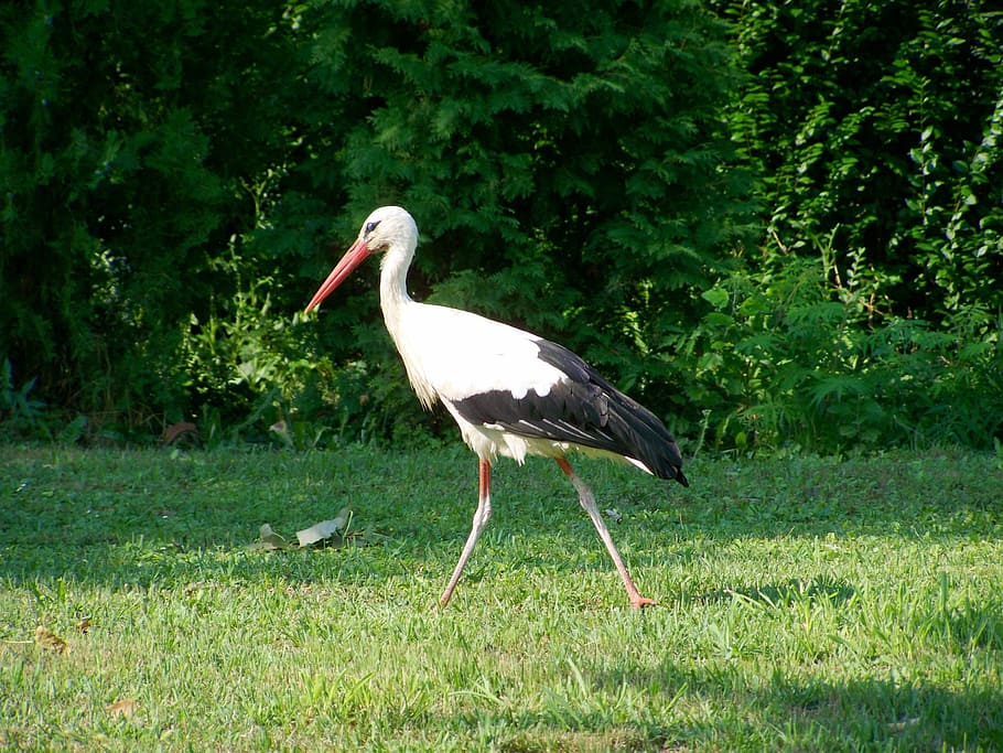 white stork, bird, summer, animal wildlife, vertebrate, animals in the wild HD wallpaper