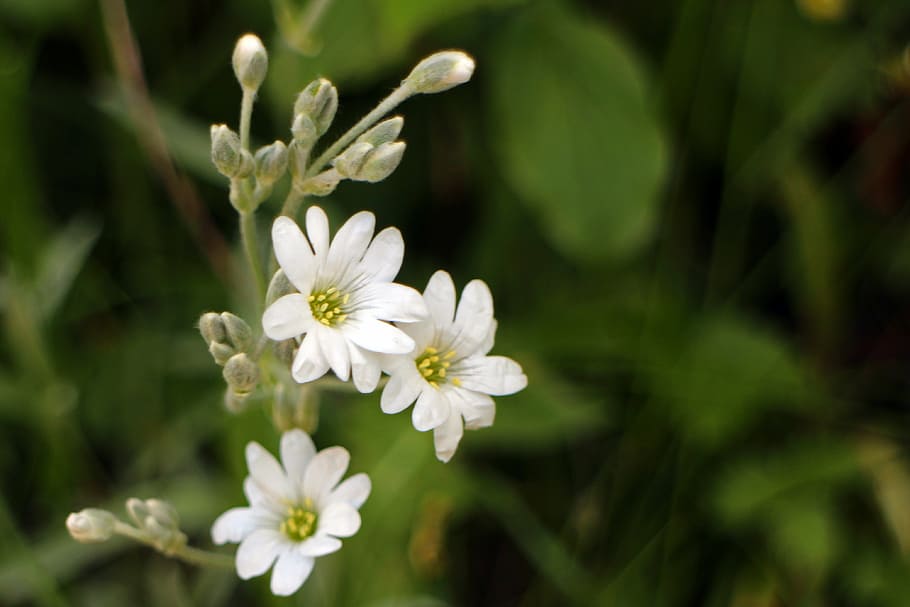 arable hornwort, caryophyllaceae, white, blossom, bloom, flowers