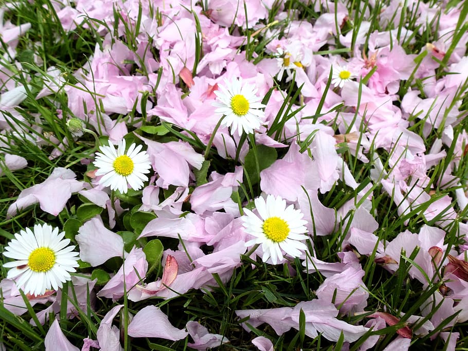 spring, daisy, wildflowers, meadow, flowering plant, freshness HD wallpaper