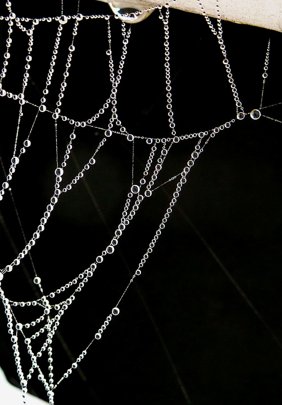 dew, wet, cobweb, spider's web, spider web, spiderweb, trap, close-up HD wallpaper