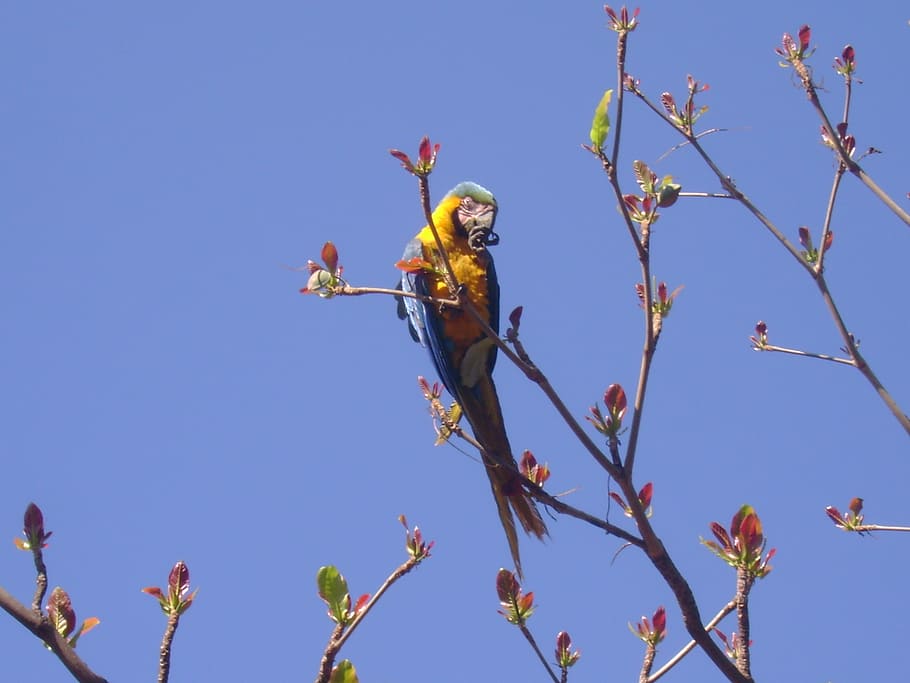 arara, sky, nature, environment, birds, tropical bird, brazilian fauna HD wallpaper