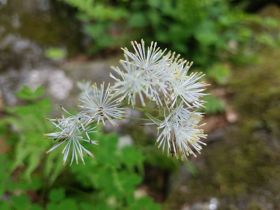 flower, plant, green, freshness, flowering plant, fragility HD wallpaper