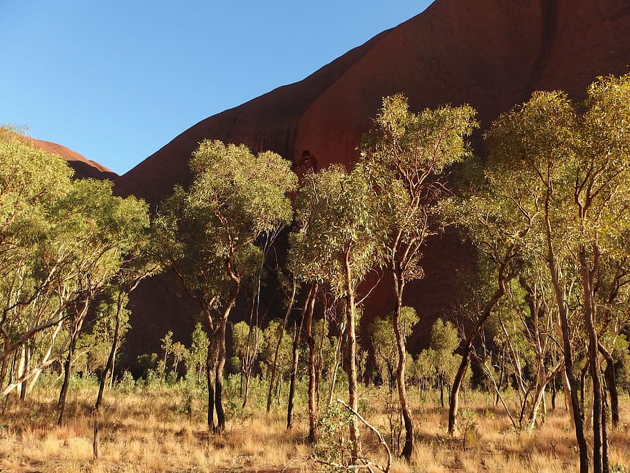 trees, nature, uluru, ayers rock, australia, plant, growth HD wallpaper