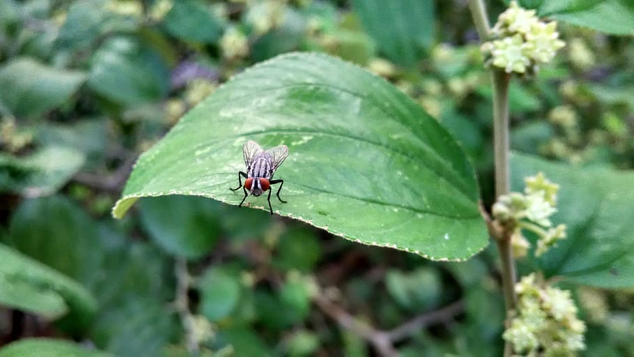 flies, insect, fly, nature, fast, green, park, forest, garden HD wallpaper