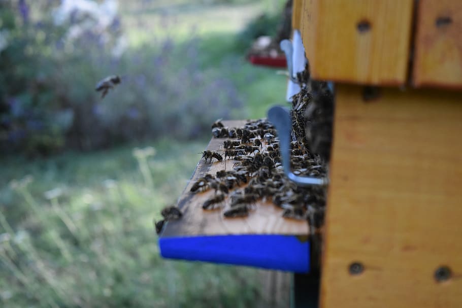the bees, the hive, beekeeping, day, nature, focus on foreground HD wallpaper
