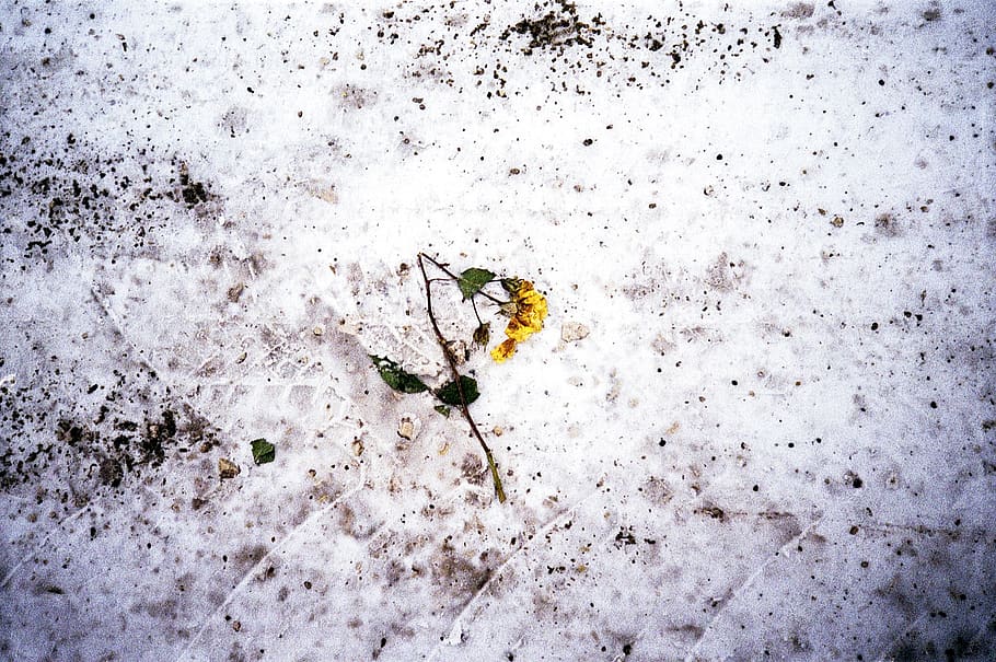 snow, rose, destructed, abstract, pattern, dirty, wall, nature HD wallpaper