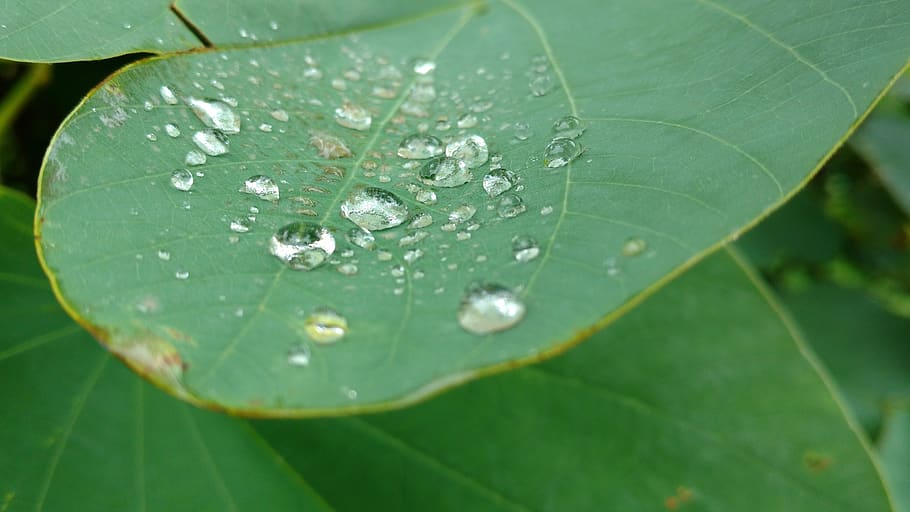 rain, drop, green, leaf, plant part, wet, close-up, water, nature HD wallpaper