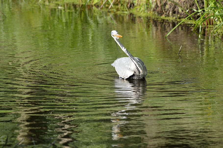 heron, waterfowl, bird, fish, fishing, nature, animal, animals HD wallpaper