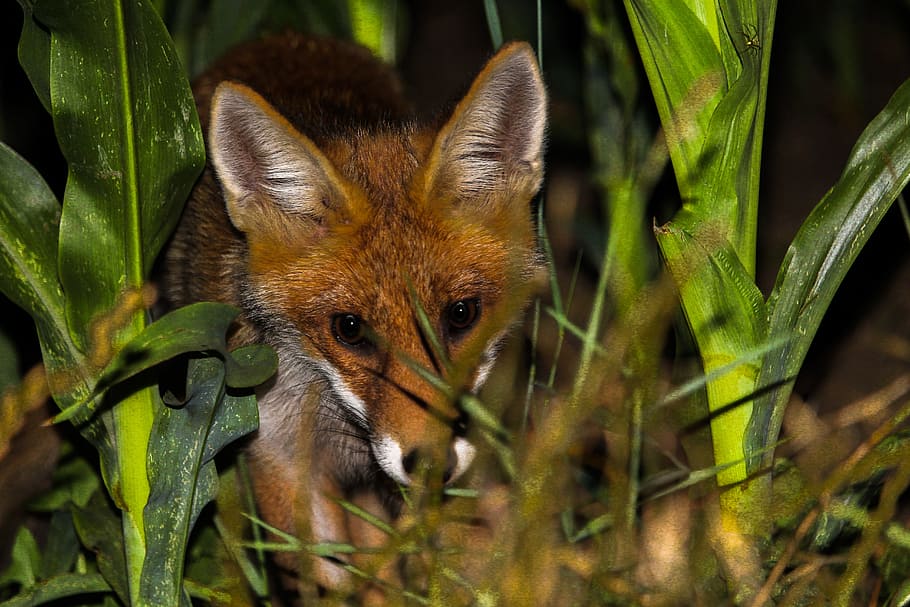 animals, fox, cute, muzzle, grass, plants, animal themes, one animal HD wallpaper