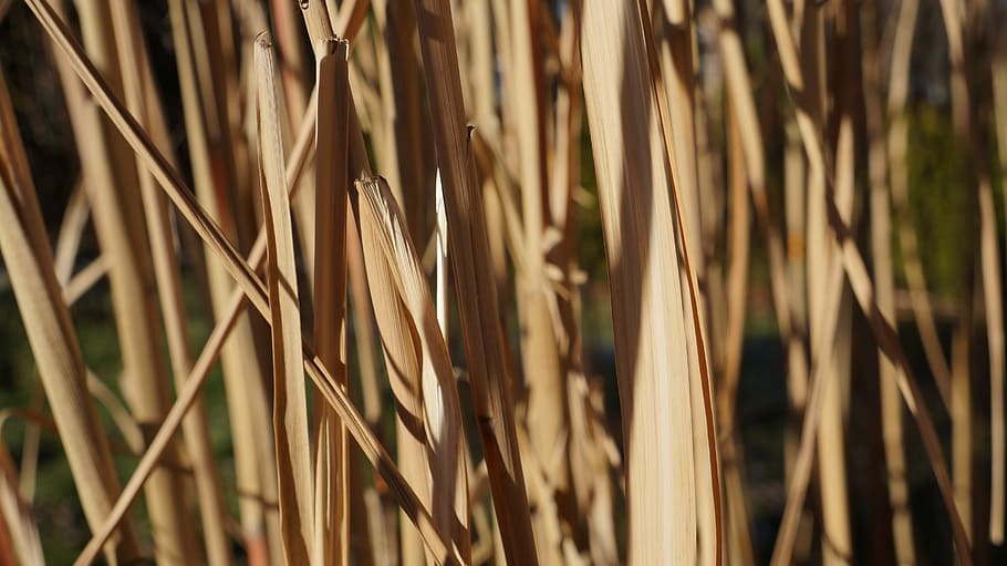 bamboo, brown, texture, background, leaves, nature, withered HD wallpaper