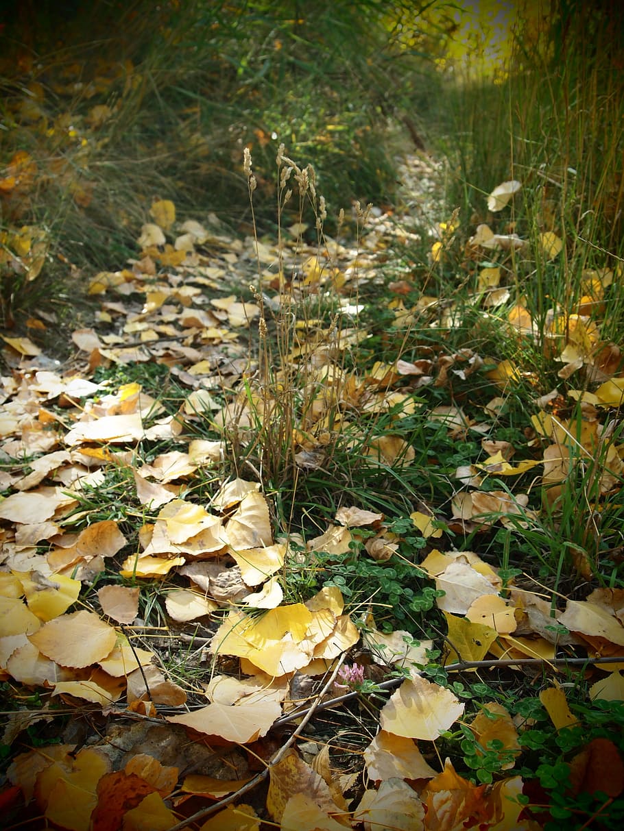 path, forest, nature, vegetation, october, field, leaves, autumn HD wallpaper