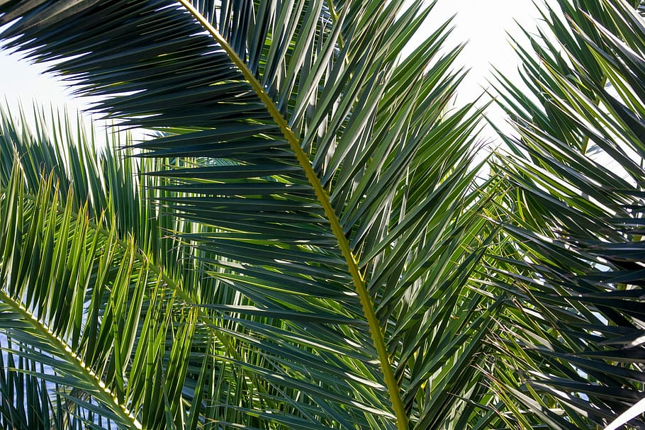 Closeup, Green, Leaf, Palm Leaves, the mediterranean sea, palm tree HD wallpaper